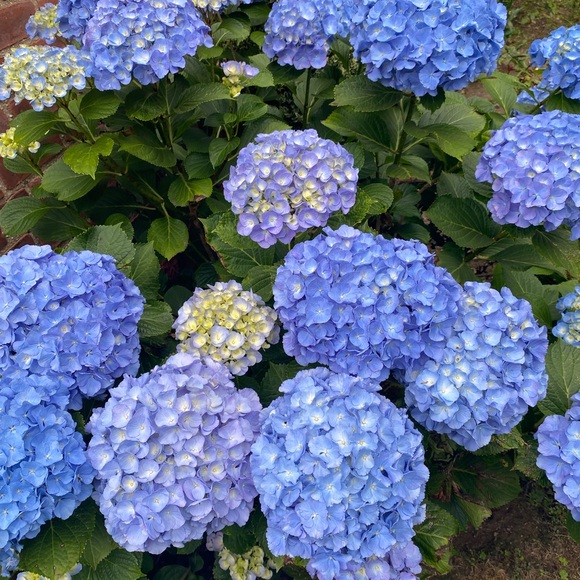 Meet your Posher, Miyuki - Picture 5 of 7